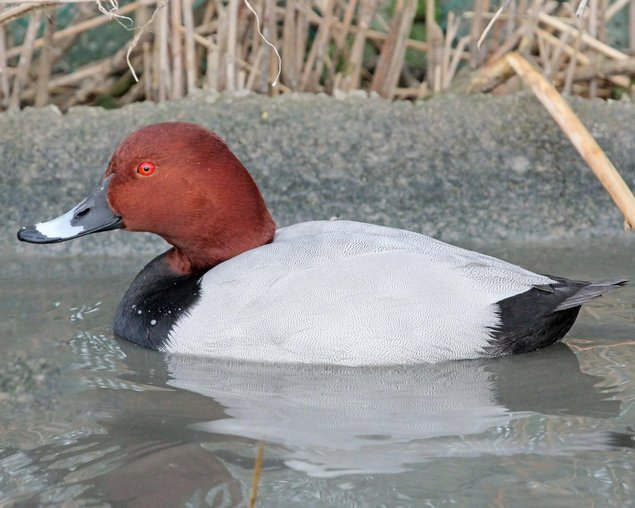 Œufs de canard milouin