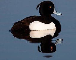 Œufs de canard morillon