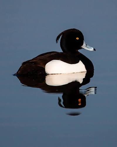 Œufs de canard morillon