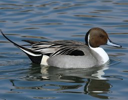 Œufs de canard pilet