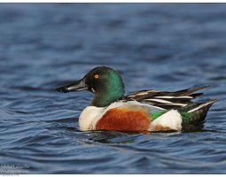 Œufs de canard souchet