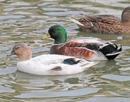 Œufs de canard mignon