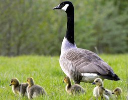 Œuf de bernache du Canada