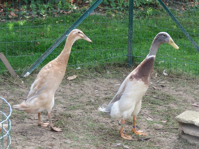 Canard coureur indien bleu-fauve truité