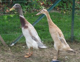 Canard coureur indien bleu-fauve truité