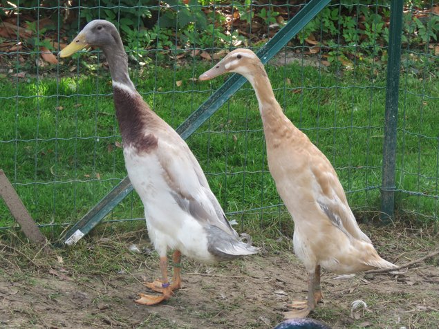 Canard coureur indien bleu-fauve truité