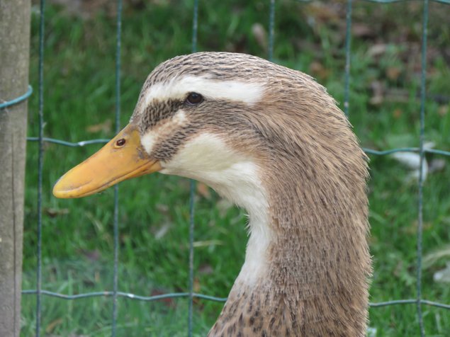 Canard de Rouen français