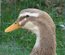 Canard de Rouen français