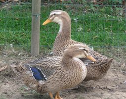Canard de Rouen français