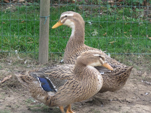 Canard de Rouen français