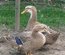Canard de Rouen français
