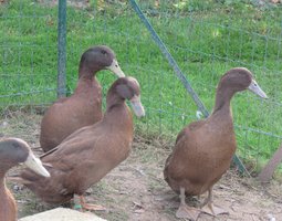 Canard Campbell allemand