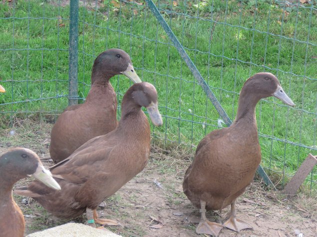 Canard Campbell allemand