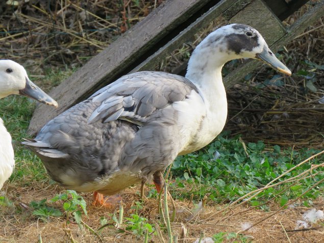 Canard de Huttegem à dessin noir et blanc et à dessin bleu et blanc