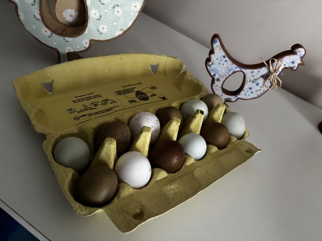 Panier d’œuf fécondés assortiment de vert bleu kaki blanc.