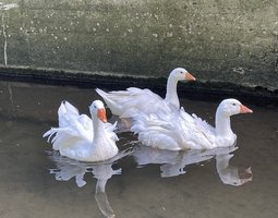 Oie du Danube / Sébastopol