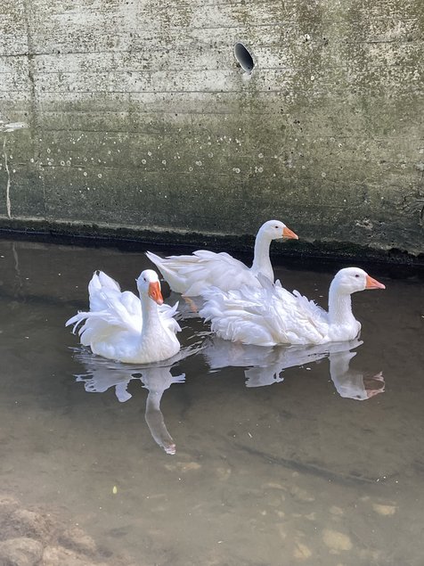 Oie du Danube / Sébastopol