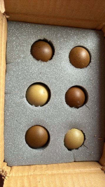 Panier d’œuf fécondés assortiment de vert bleu kaki blanc.