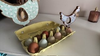 Œufs fécondés à couver. Panier coloré. Marans leghorn f1 f2 cream legbar