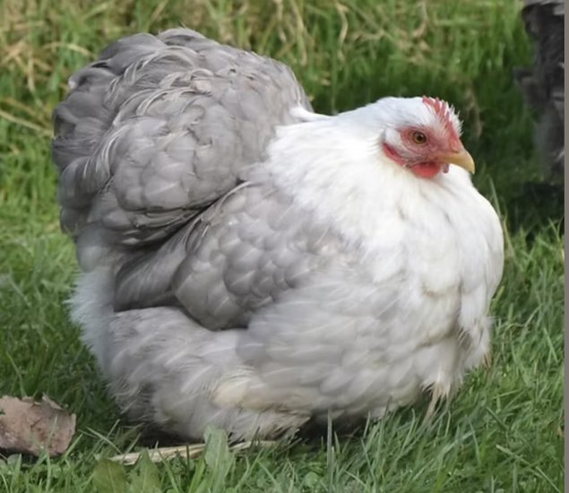 Œufs fécondés Pékin bobtail