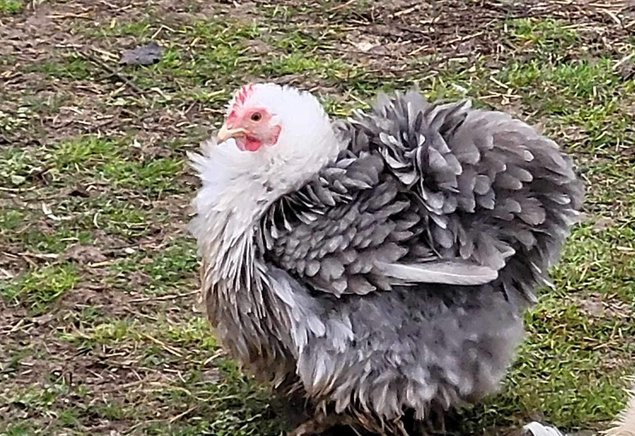 Œufs fécondés Pékin bobtail