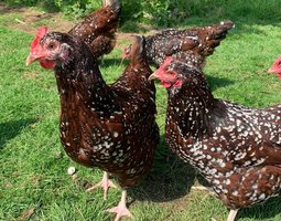 Oeufs fécondés Sussex tricolore