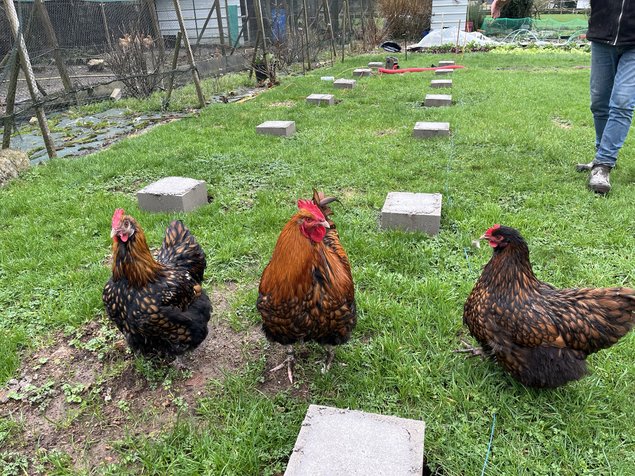 Œufs à couver orpington