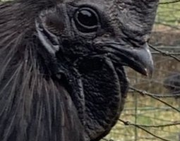 Œufs fecondés ayam cemani