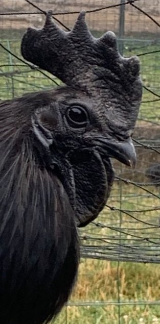 Œufs fecondés ayam cemani