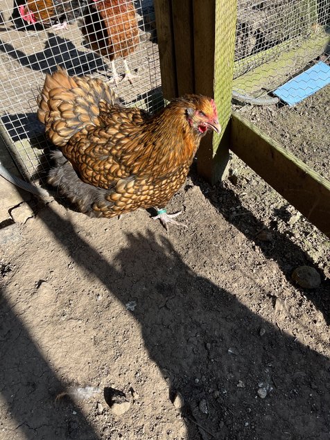 Œufs à couver orpington