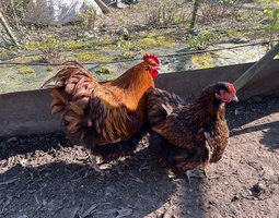 Œufs à couver orpington