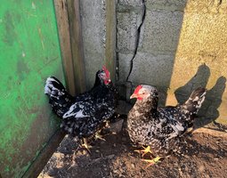 Oeufs à couver Asturies