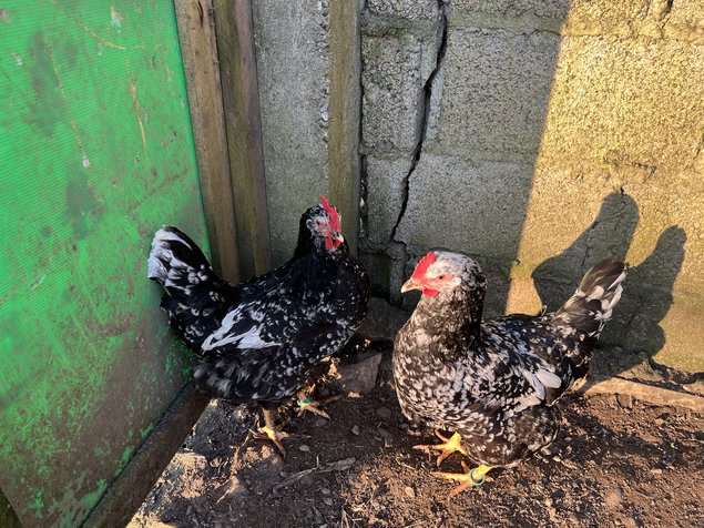 Oeufs à couver Asturies