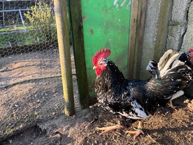 Oeufs à couver Asturies