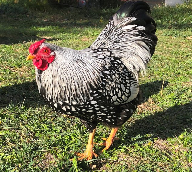 Wyandotte argentée à liseré noir - PETITE race - 12 oeufs - Assurance transport comprise - Fontolive