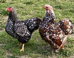 MELANGE de Wyandotte naine et Pékin - 12 oeufs - Assurance transport comprise - Fontolive