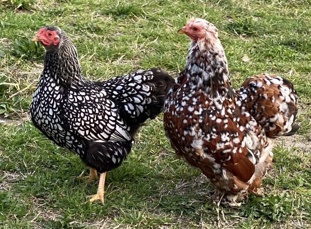 MELANGE de Wyandotte naine et Pékin - 12 oeufs - Assurance transport comprise - Fontolive