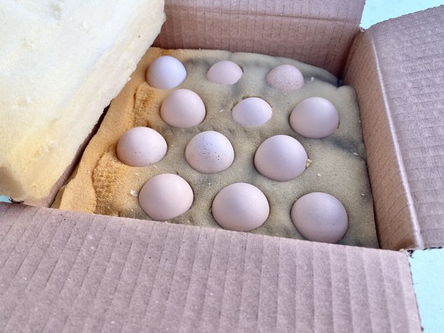 MELANGE de Wyandotte naine et Pékin - 12 oeufs - Assurance transport comprise - Fontolive