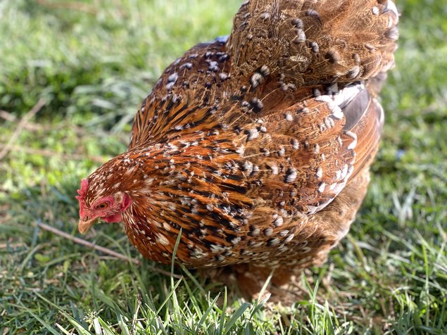 Pékin Porcelaine bleu rouge (Millefleurs) -12 oeufs - Assurance transport comprise - Fontolive
