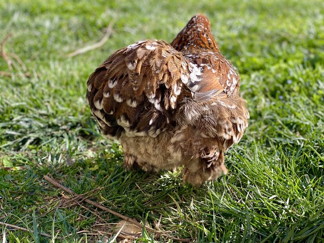 Pékin Porcelaine bleu rouge (Millefleurs) -12 oeufs - Assurance transport comprise - Fontolive