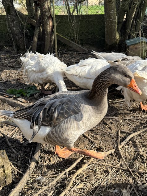 Oie du Danube / Sébastopol