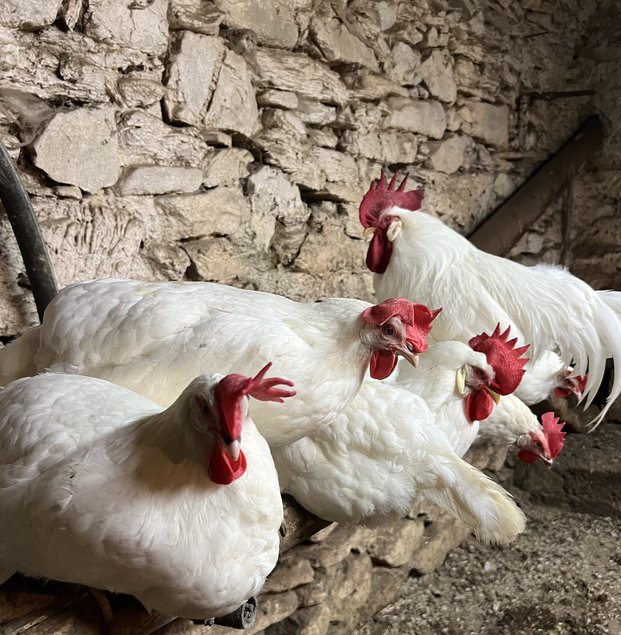 Œuf fécondé de leghorn blanche