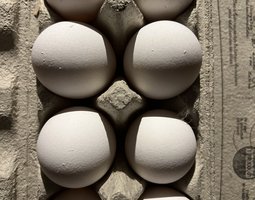 Œuf fécondé de leghorn blanche