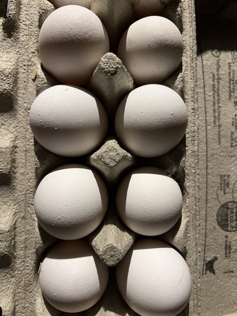 Œuf fécondé de leghorn blanche