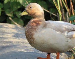 Canard mignon splash sauvage (bleu-fauve)