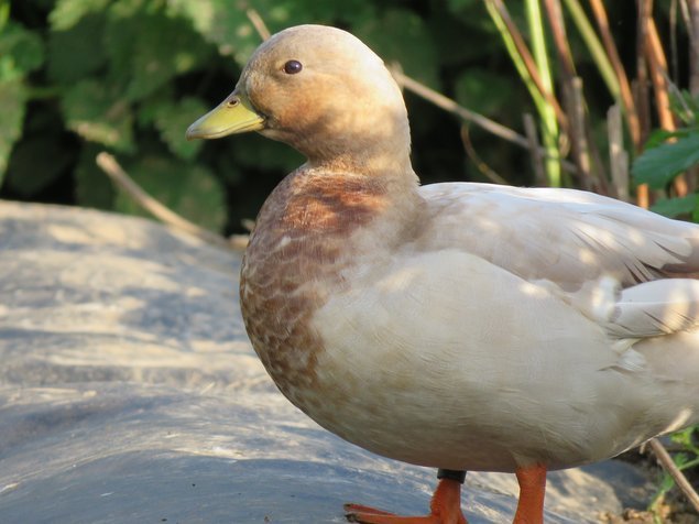 Canard mignon splash sauvage (bleu-fauve)