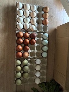 Œufs fécondés à couver. Panier coloré. Marans leghorn f1 f2 cream legbar