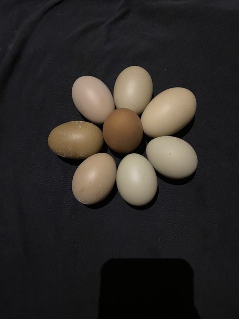 Panier d’œuf fécondés assortiment de vert bleu kaki blanc.