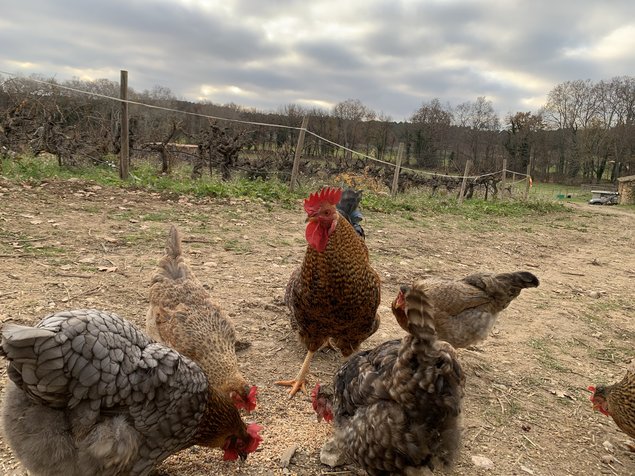 Oeufs de couleurs (Olive Egger)