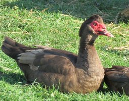 Canard de Barbarie brun sauvage et noir sauvage